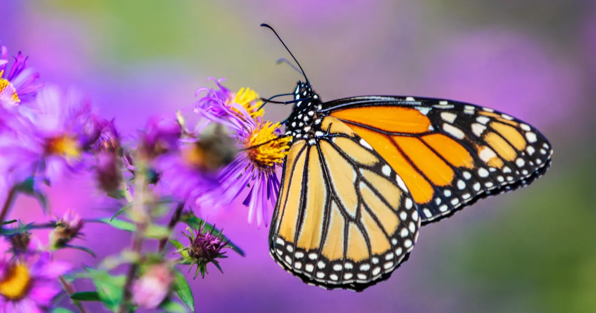 The Whispering Wings Butterfly House with Kaela Miller Brookgreen
